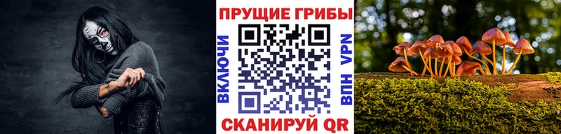 продажа наркотиков  blacksprut как войти  Галлюциногенные грибы MAGIC MUSHROOMS  Жердевка 